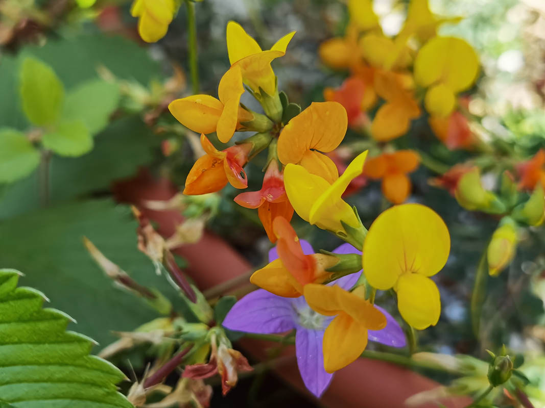 Lotus corniculatus var crassifolia photo